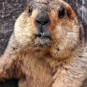 Meet your Posher, Calvin